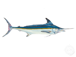 White Marlin